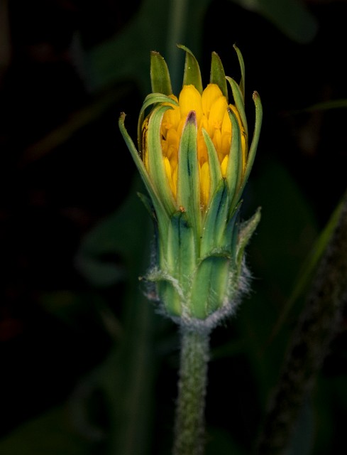 Agoseris retorsa 18-9273.jpg